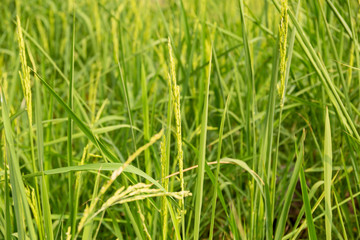 Fototapeta na wymiar Young green rice paddy in the paddy field background pattern.