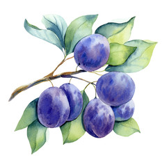 watercolor plum branch on white background