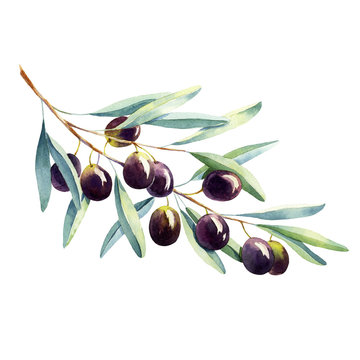 watercolor olive branch on white background