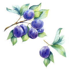 watercolor fruit plum branch