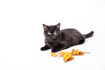 black kitten lies on a white background, yellow autumn foliage