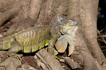 Portrait of macro shot on iguana head