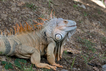 Portrait of macro shot on iguana head