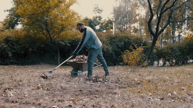 garden worker who is a man raking dry leaves in the garden with a rake and loading them on to a wheelbarrow