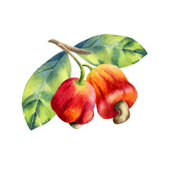 watercolor cashew branch on white background