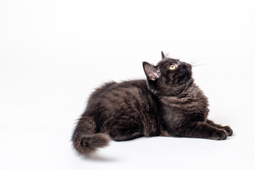 
black kitten looks up