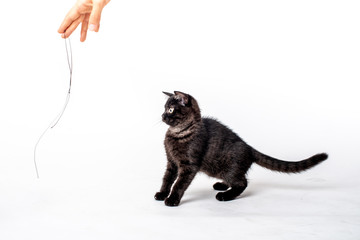 black kitten playing on a white background