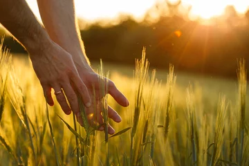 Foto op Aluminium Farmer's hands touch young wheat in the sunset light © Parfenova