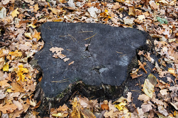 autumn, stone, texture, leaves, nature, rock, brown, fall, abstract, leaf, gravel, pattern, natural, wall, surface, red, yellow, forest, color, dry, old, closeup, season, metal, rough