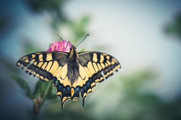 Machaon perché sur une fleur