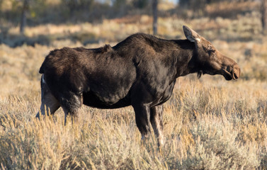 Fototapeta na wymiar Cow Moose on alert in GTNP