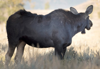 Naklejka na ściany i meble Cow Moose checking her surroundings in Grand Teton National Park