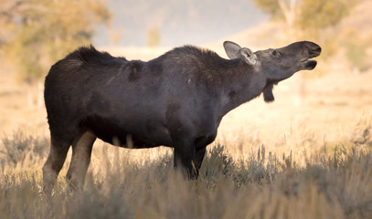 Cow moose breathing the morning air in Grand Teton National Park