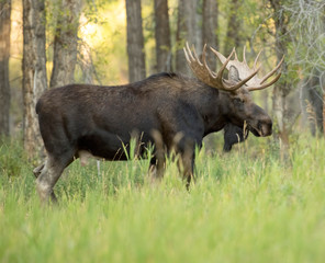 Mature Bull Moose in forest in Grand Teton National Park
