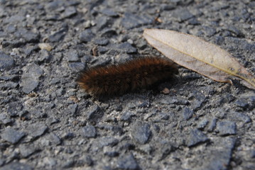 Caterpillar on street.