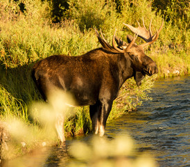 Moose at waters edge in Grand Teton National Park
