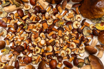 Background made from freshly picked edible mushrooms, different types and sizes.