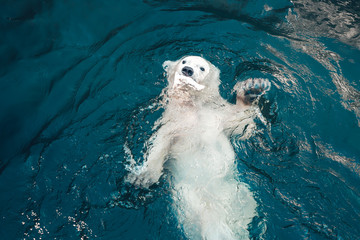 Polar bear swims in cold blue water and holding food in his mouth. Close-up photo of floating white...