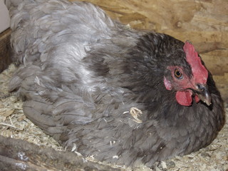 the hen sits on the nest to lay the egg