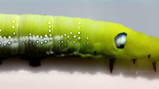Oleander Hawk Moth Caterpillar (Daphnis nerii, Sphingidae), crawl on a white bowl.