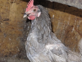 different chickens in the coop