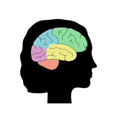 Obraz premium Vector illustration of human brain anatomy 