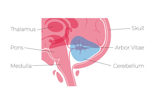 Vector illustration of Cerebellum