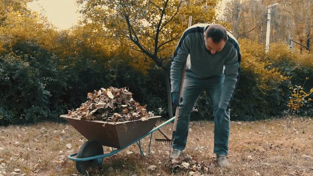 garden worker who is a man raking dry leaves in the garden with a rake and loading them on to a wheelbarrow