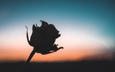 rose  silhouette at the sunrise 