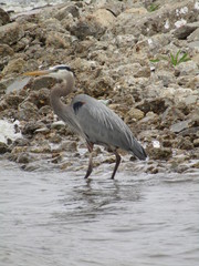 great blue heron on the beach