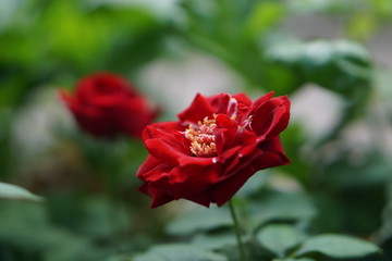 red rose in garden