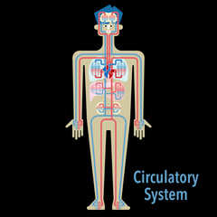 黒バックの循環器系のシンプルなイラスト