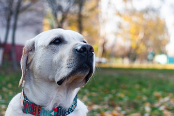 sad yellow labrador retriever at the autumn background