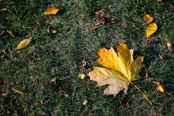  yellow maple leaf on green grass