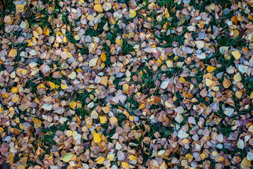 the ground is covered with autumn leaves