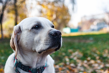 yellow labrador retriever on autemn background
