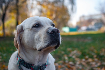 yellow labrador retriever looks away