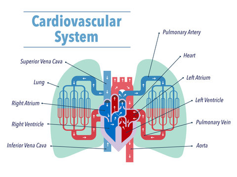 英語で各部位の名称が記載されている心臓と肺にフォーカスした循環器系のシンプルなイラスト