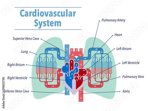 英語で各部位の名称が記載されている心臓と肺にフォーカスした循環器系のシンプルなイラスト Wall Mural Moana Akasso