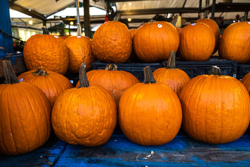 pumpkins in the market 
