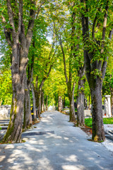 Mirogoj, Green trees at Mirogoj cemetery, Zagreb, Croatia