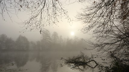 trees in the fog, obituary