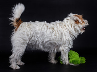 Cute Rough coated Jack Russell from the side with his green toy, isolated on a black background