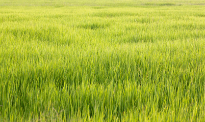 Rice plants on sunlight in the evening.