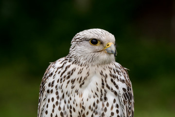 Gerfalke.