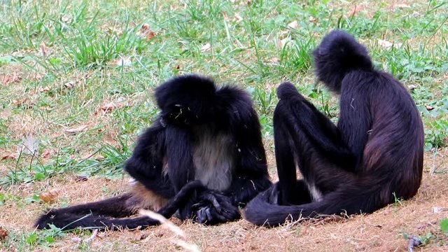 Black-Handed Spider Monkey - Ateles geoffroyi are sitting at grass.