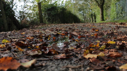 Obraz premium autumn leaves in the forest