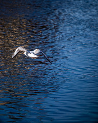 egret in flight