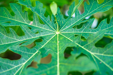 Papaya leaf