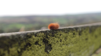 catapiller on fence